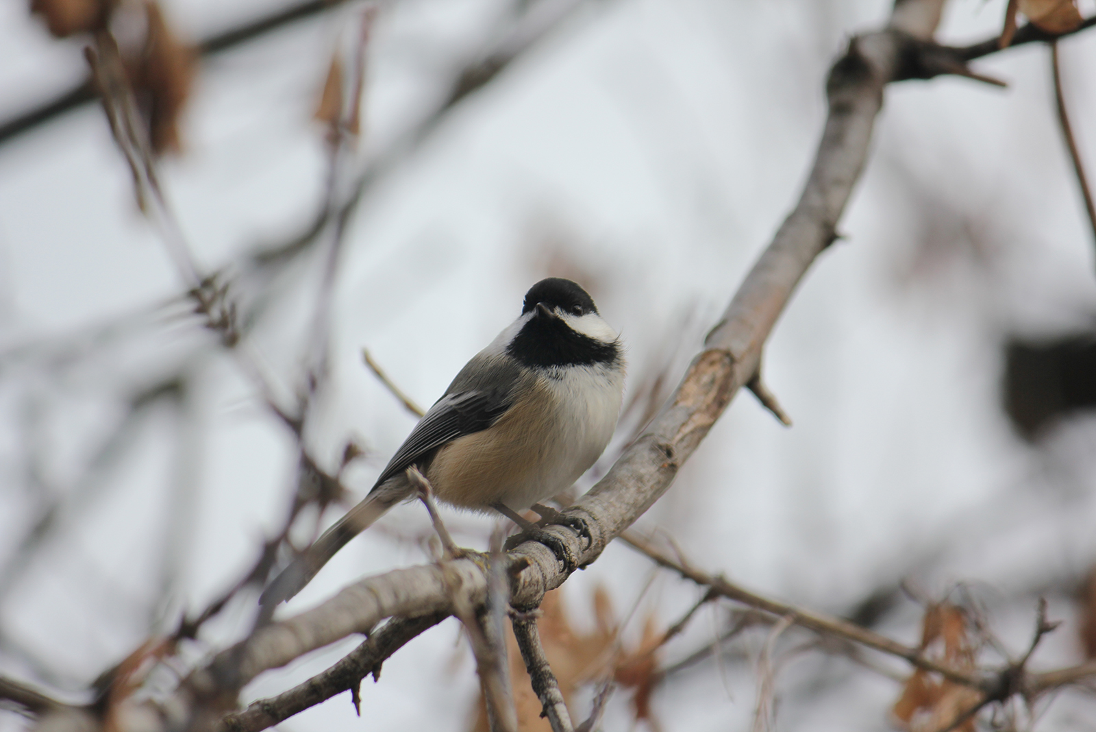 chickadee standing on a branch