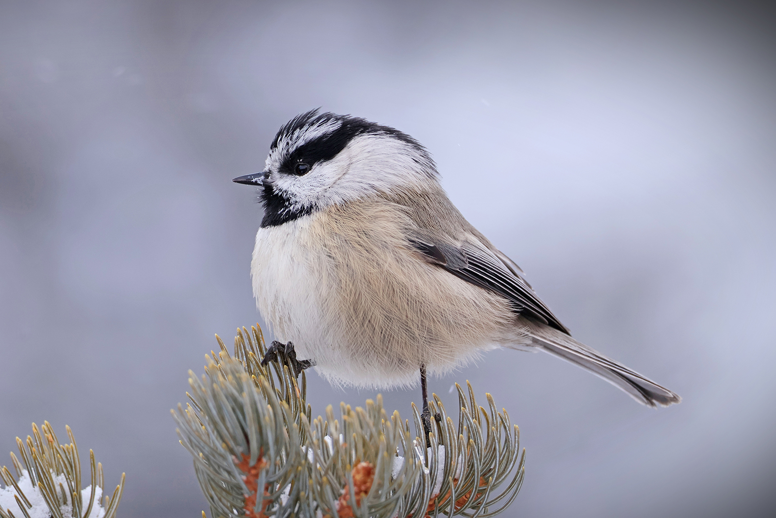 chickadee