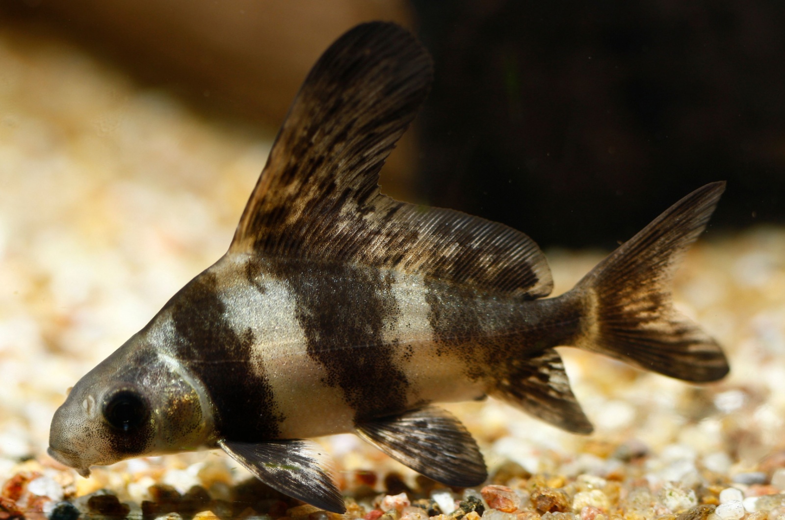 chinese shark fish