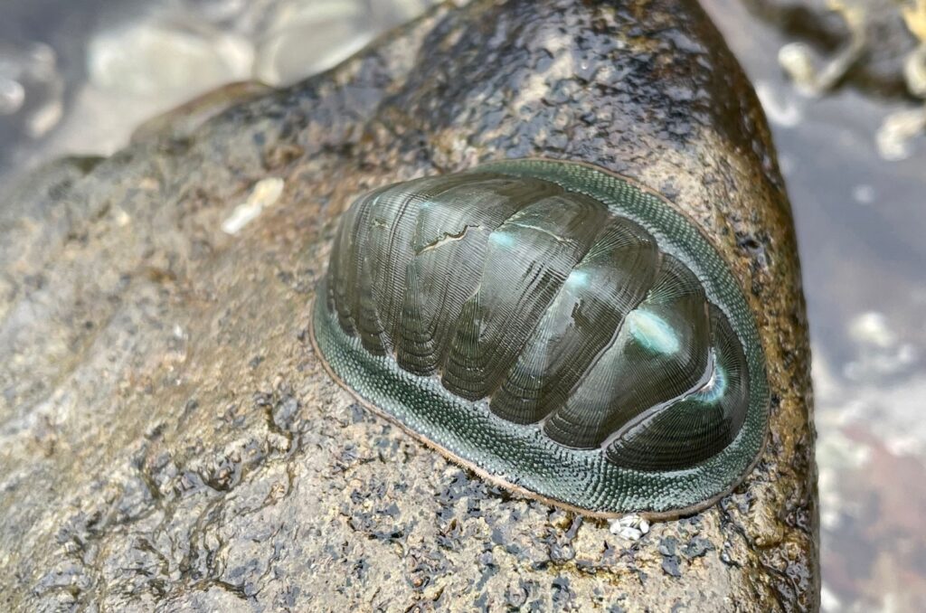 chiton