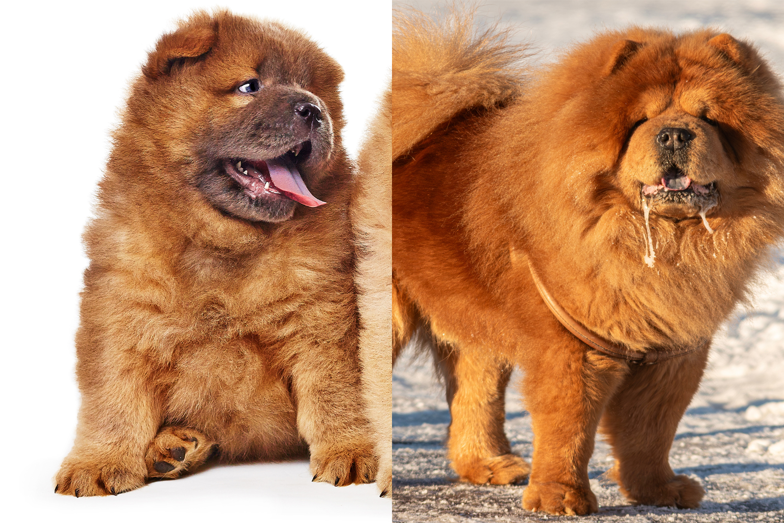 chow chow