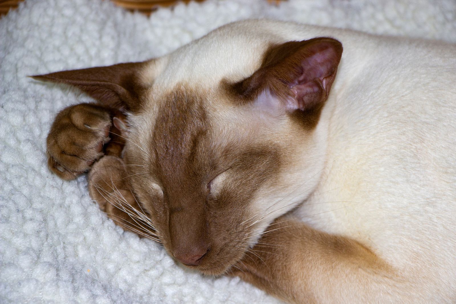 cinnamon siamese