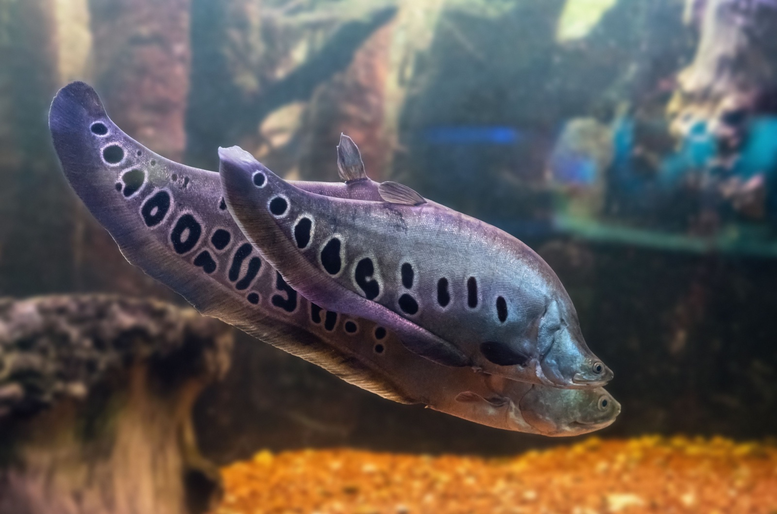 clown knifefish