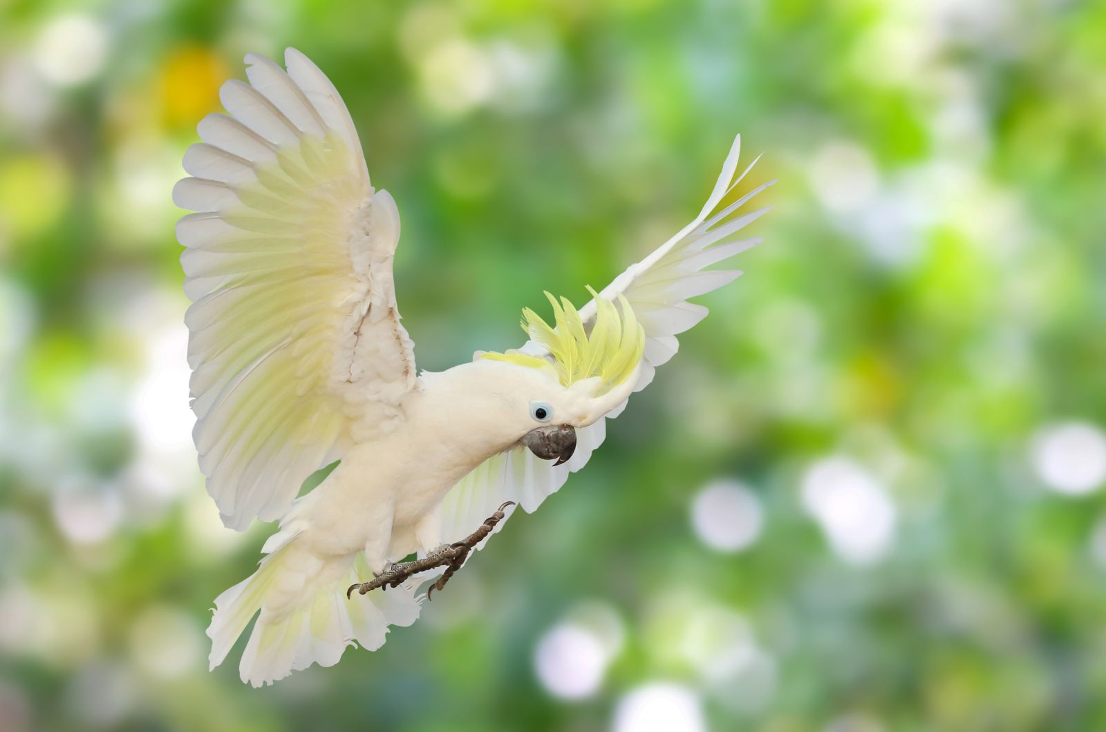 cockatoo