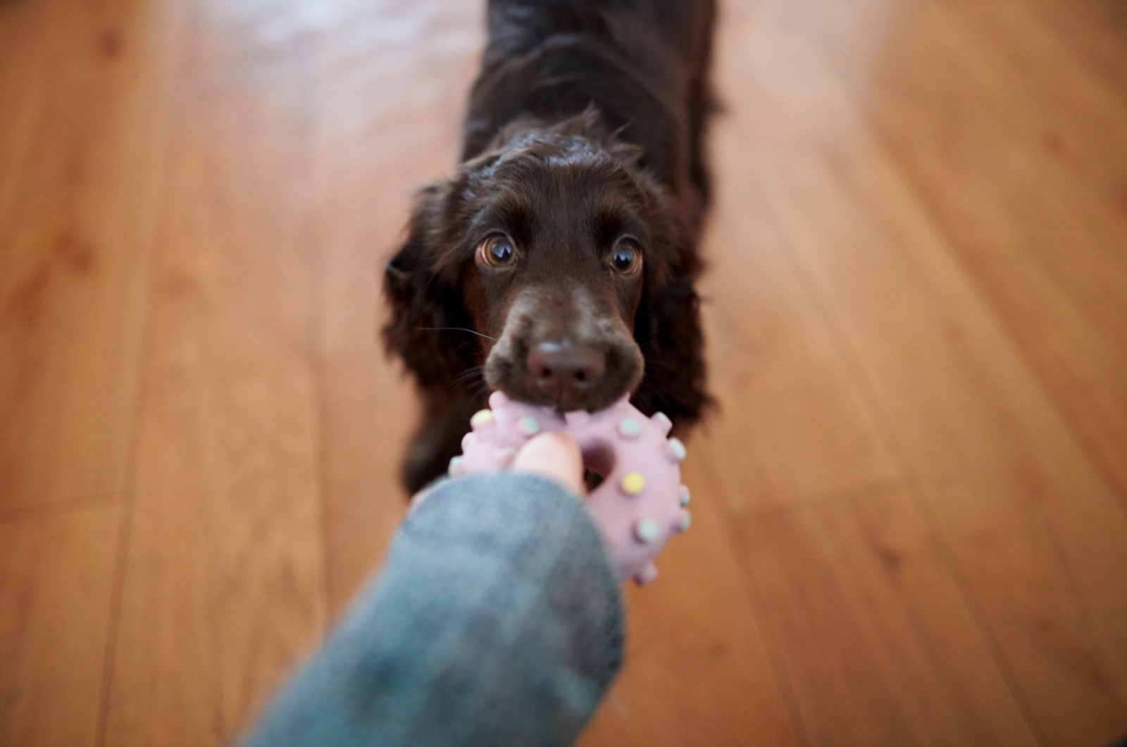 cocker spaniel