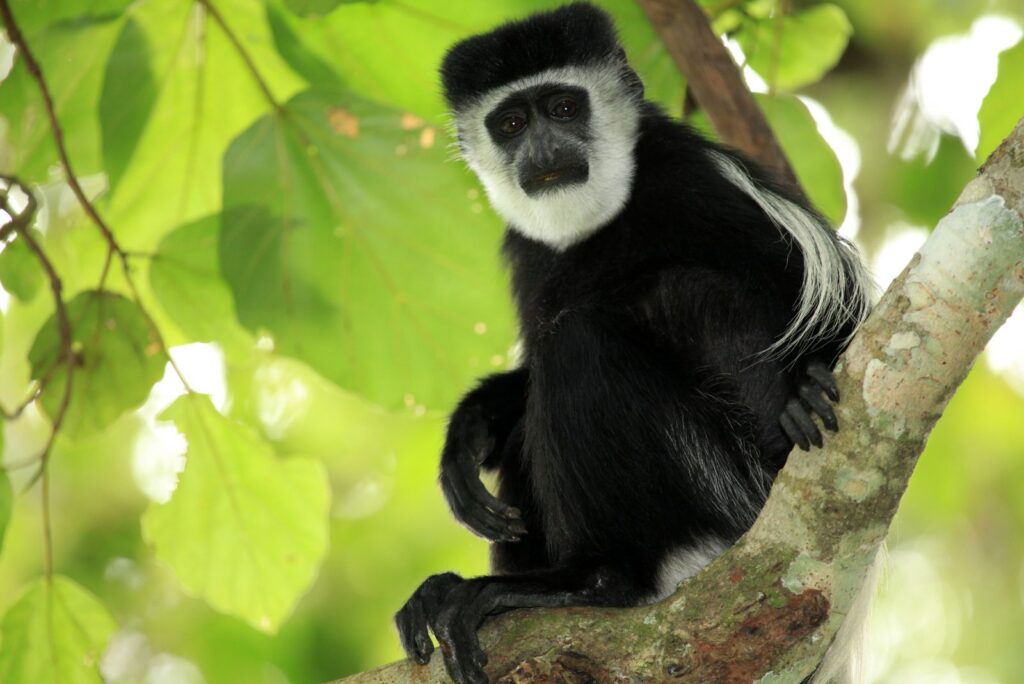 colobus