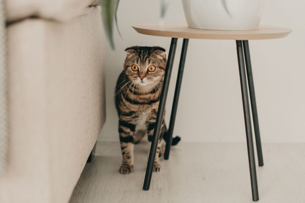 colorful cat under the table