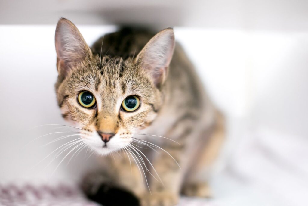 colorful cat with big green eyes