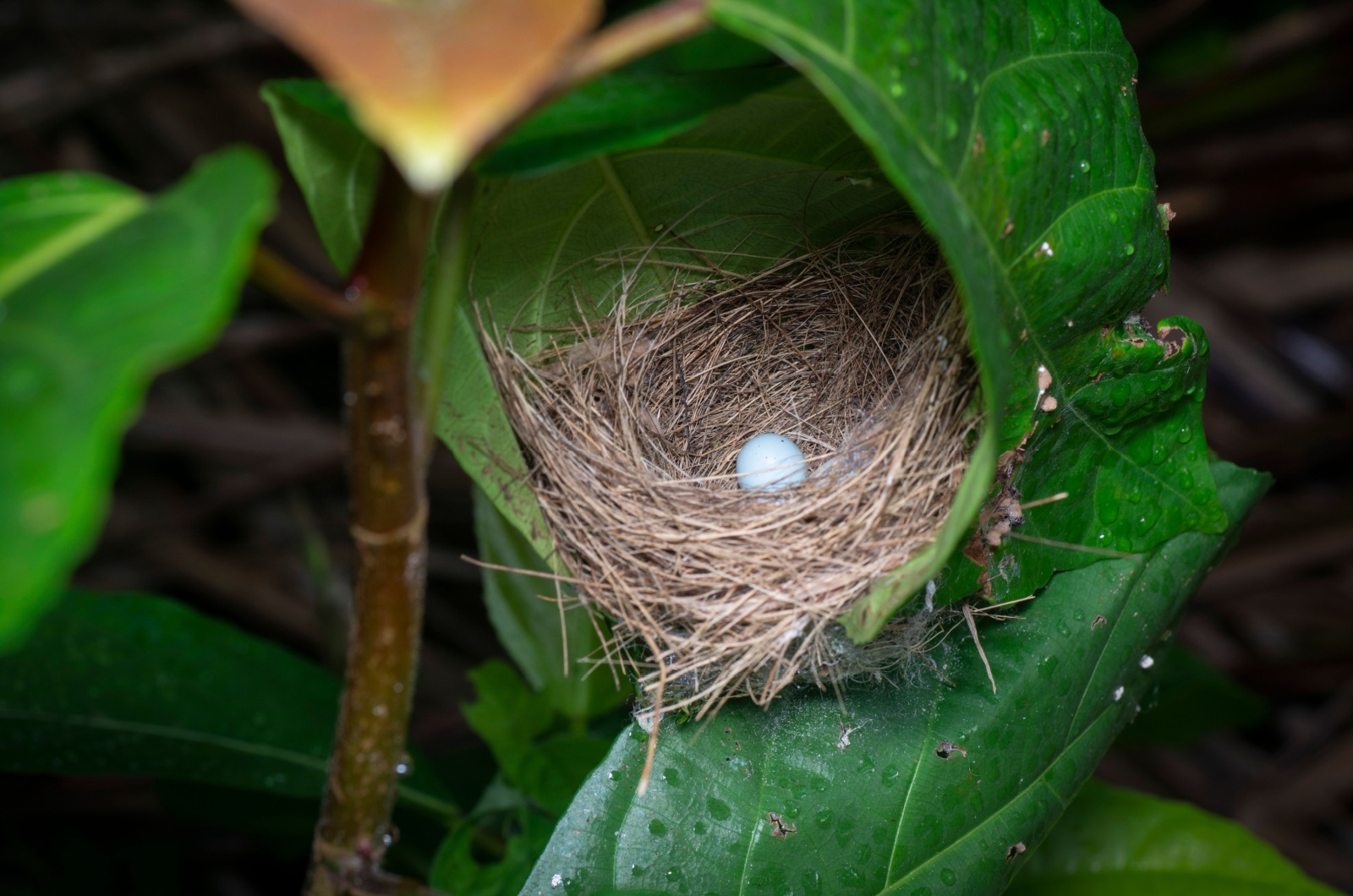 common tailorbird nest