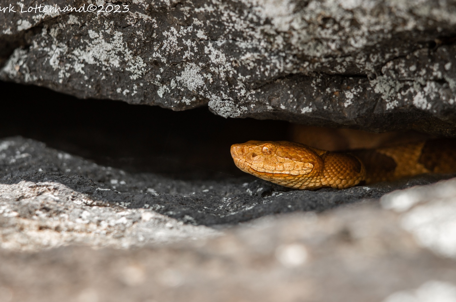 copperhead Alabama