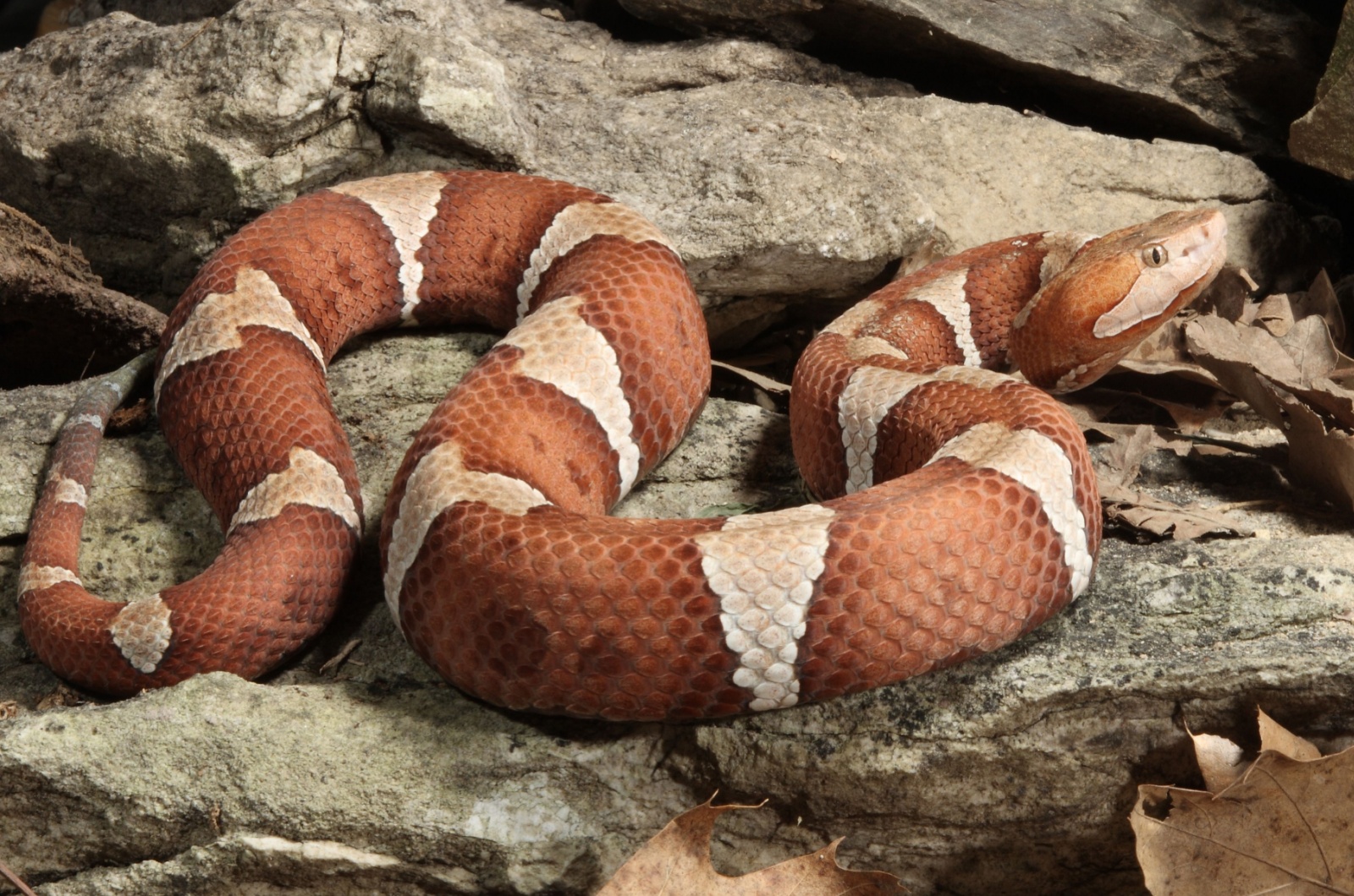 copperhead Arkansas