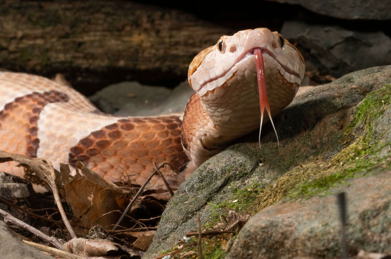 copperhead Georgia