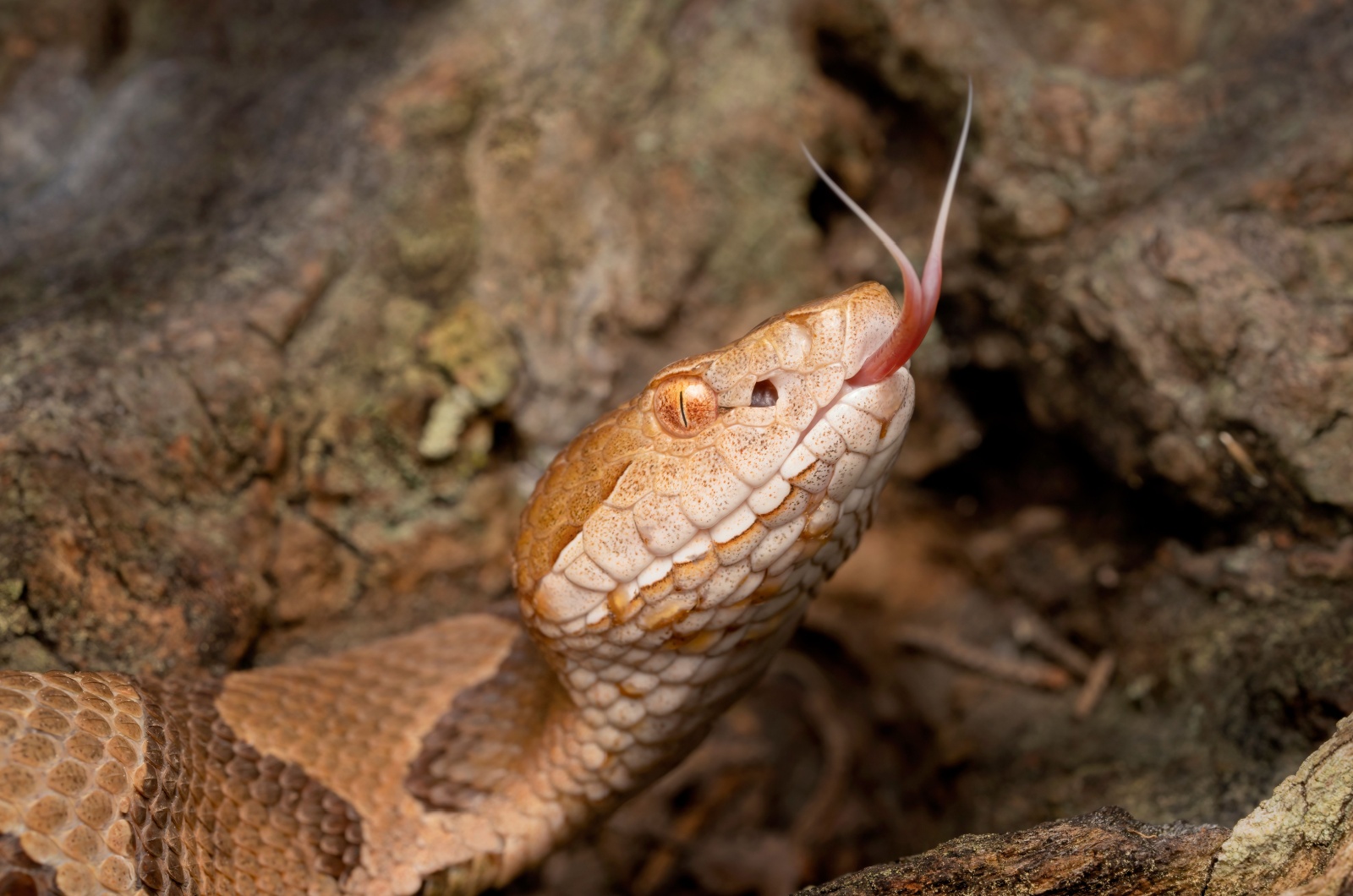 copperhead Illinois