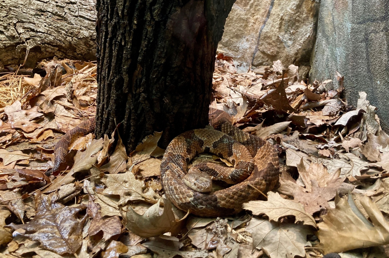 copperhead Indiana