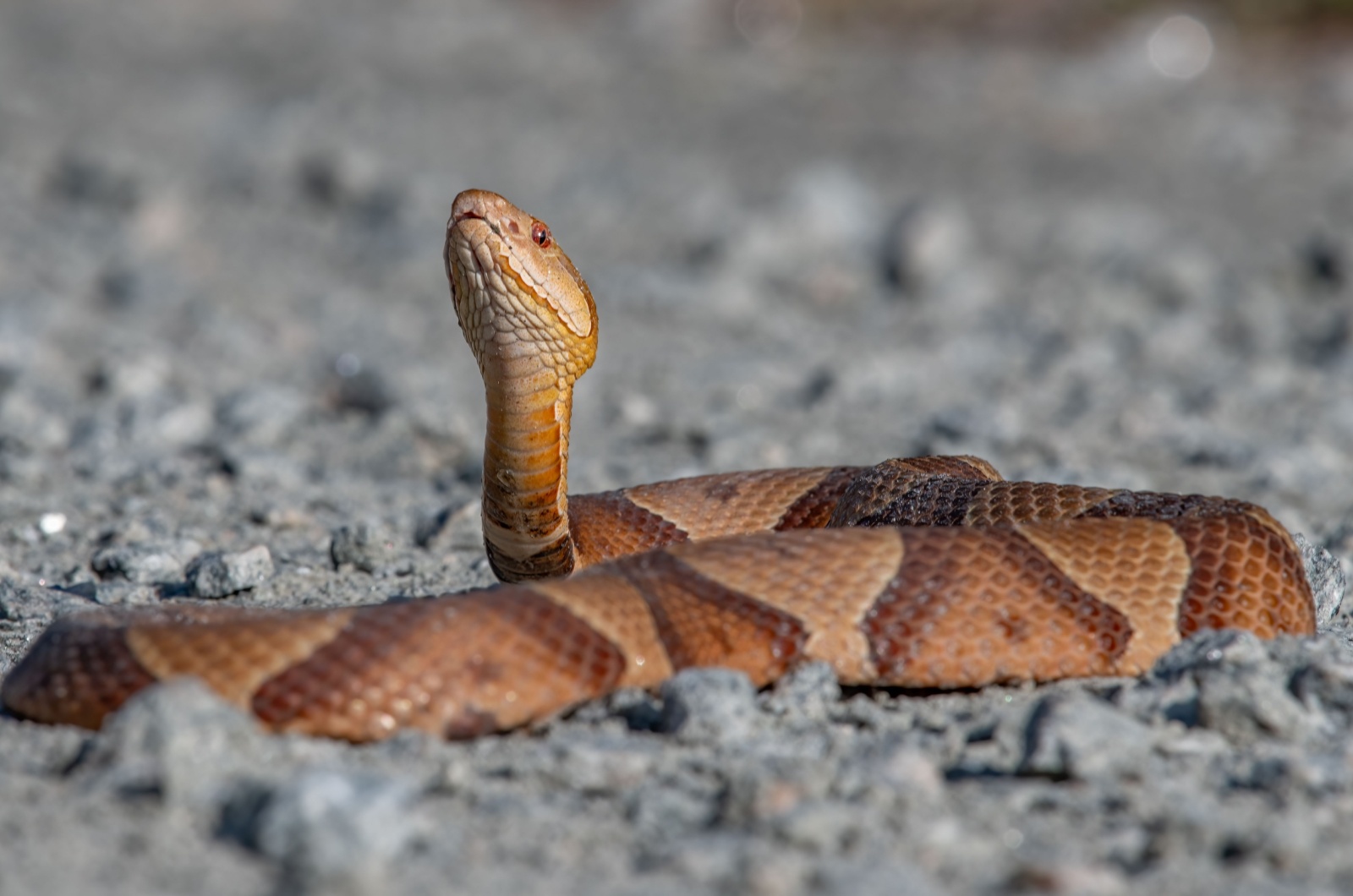 copperhead Kentucky