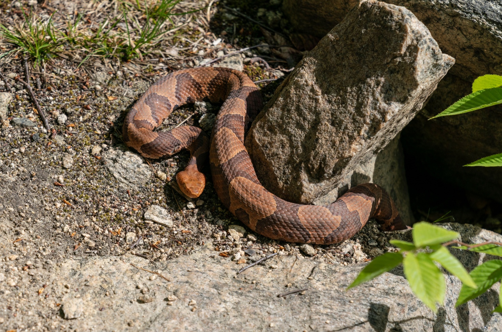 copperhead Missouri