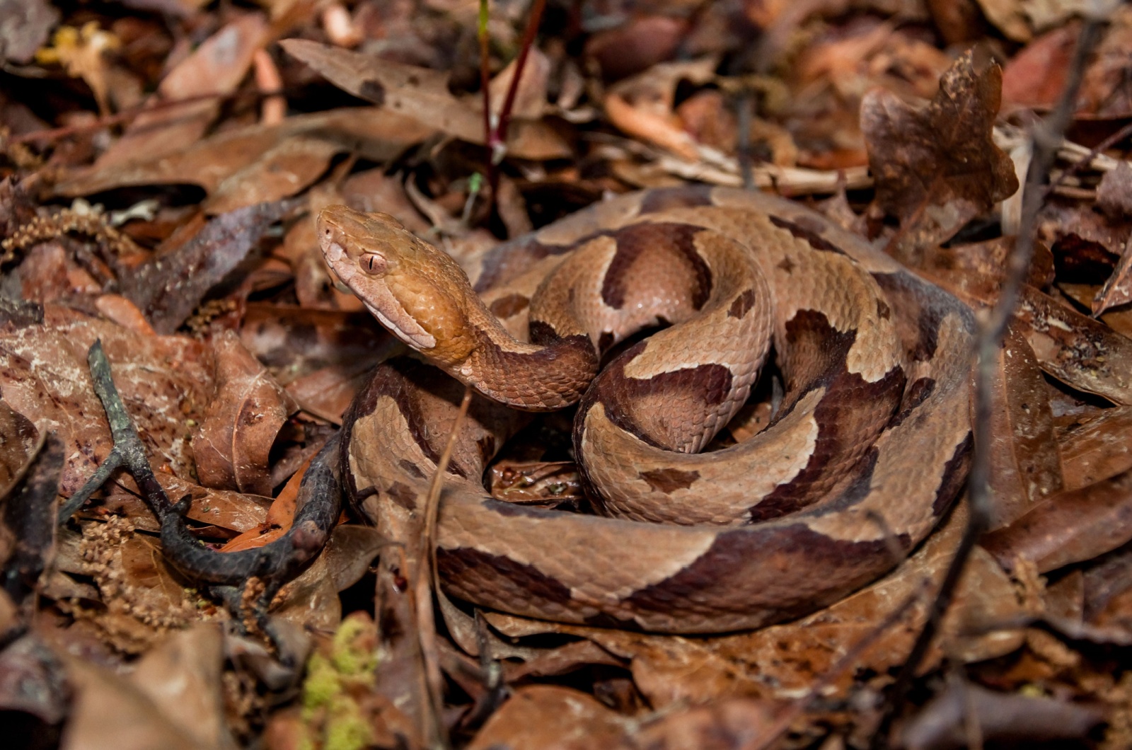 copperhead North Carolina