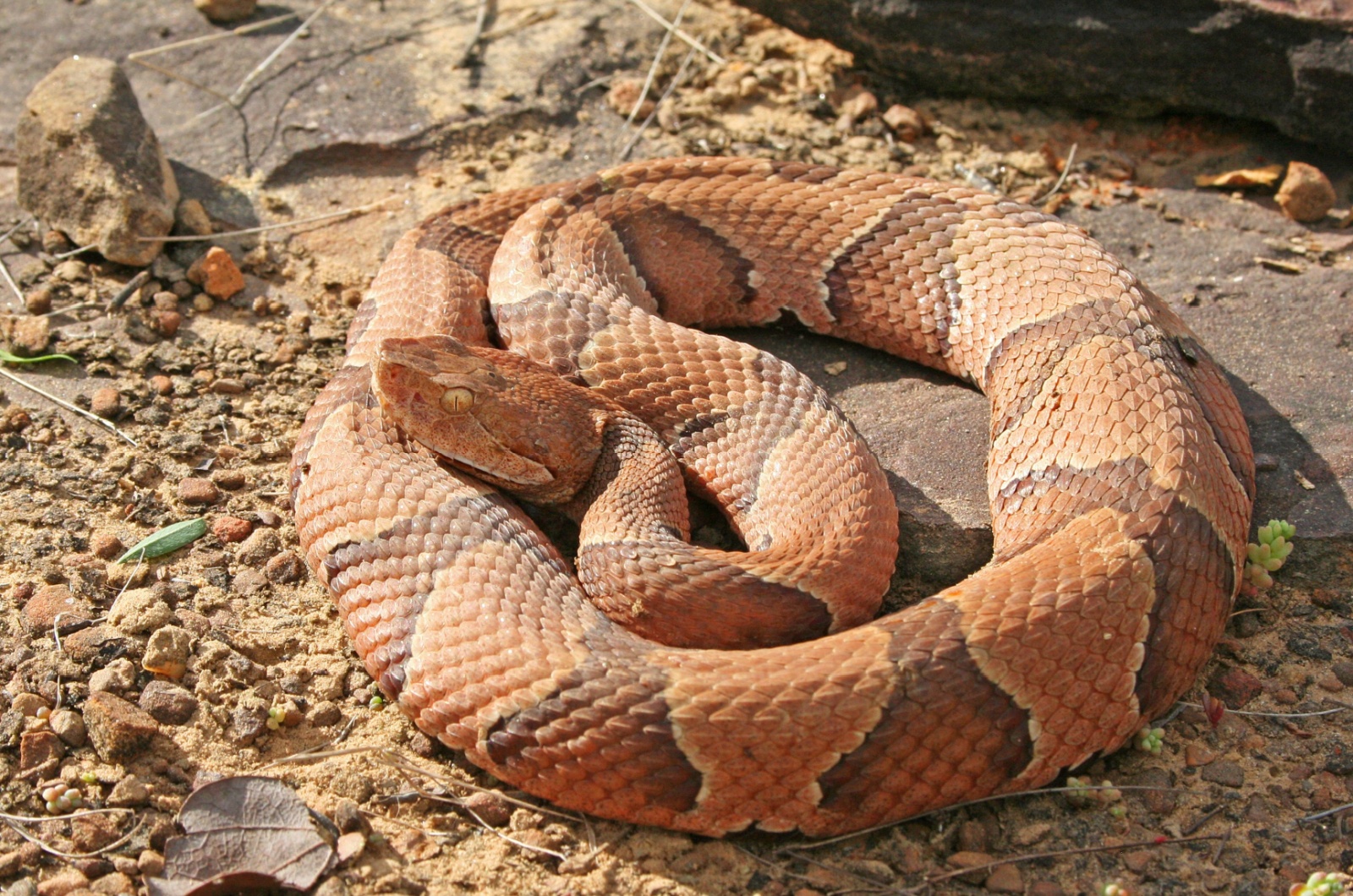 copperhead Oklahoma