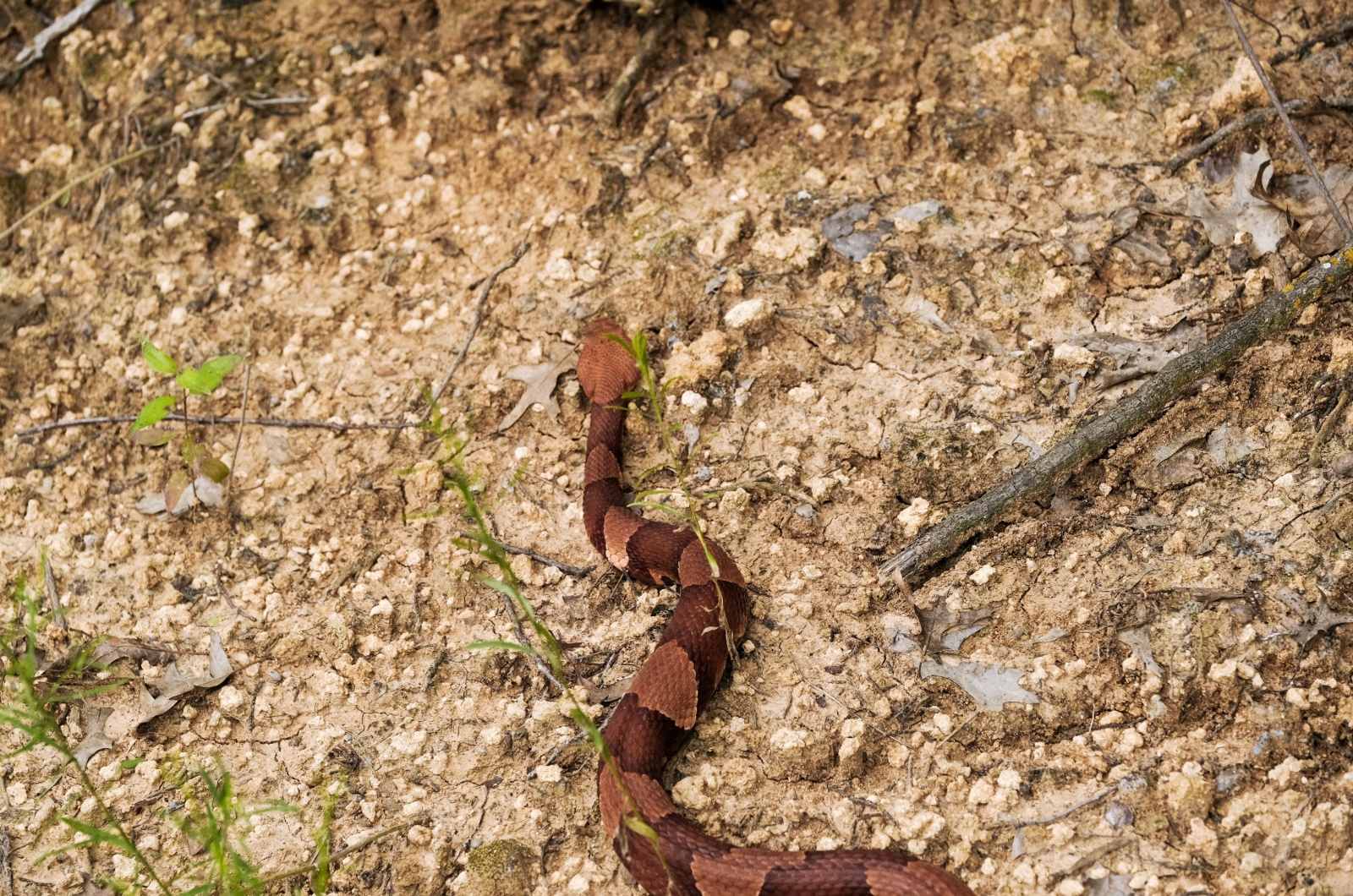 copperhead Pennsylvania