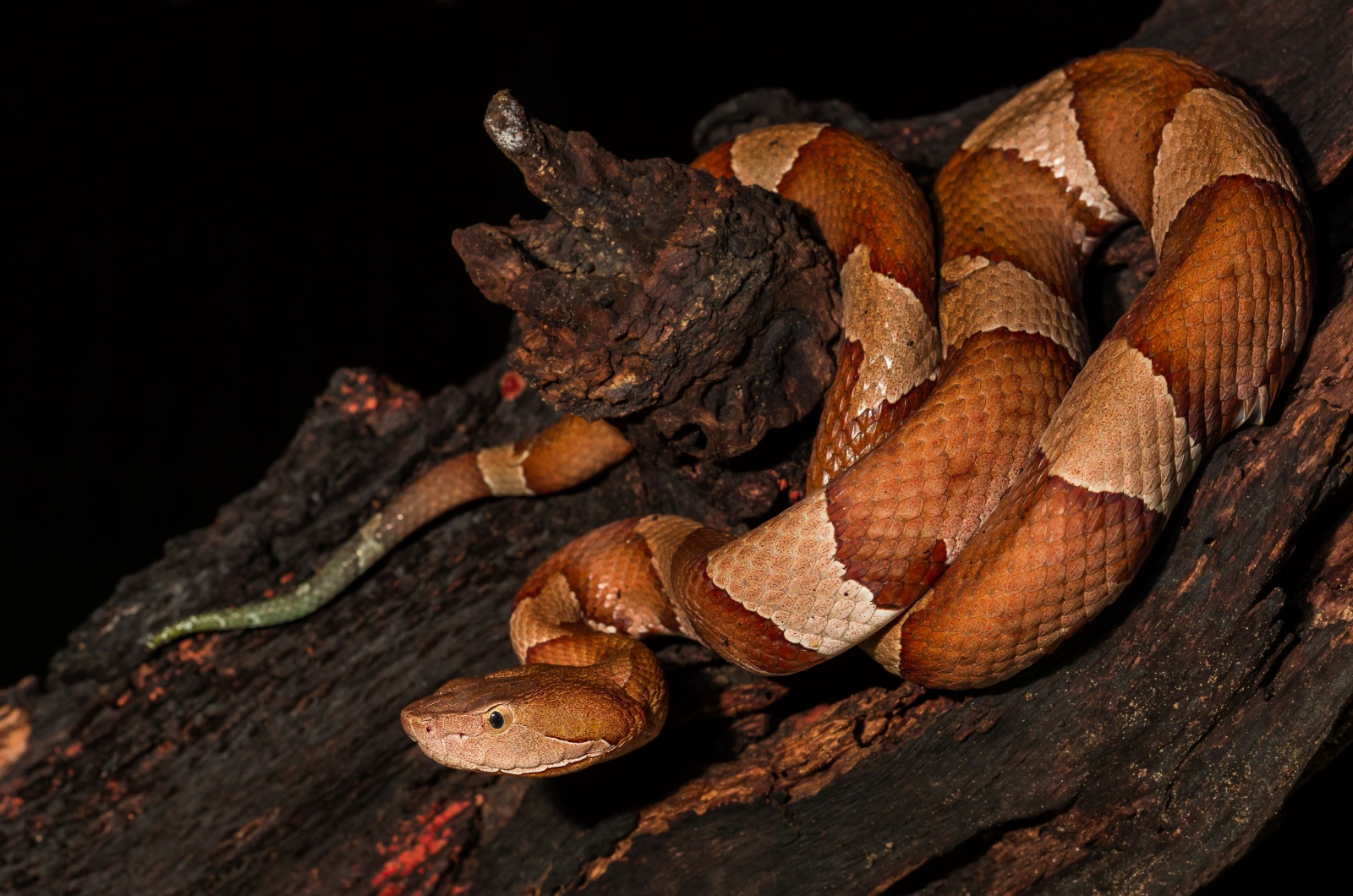 copperhead South Carolina