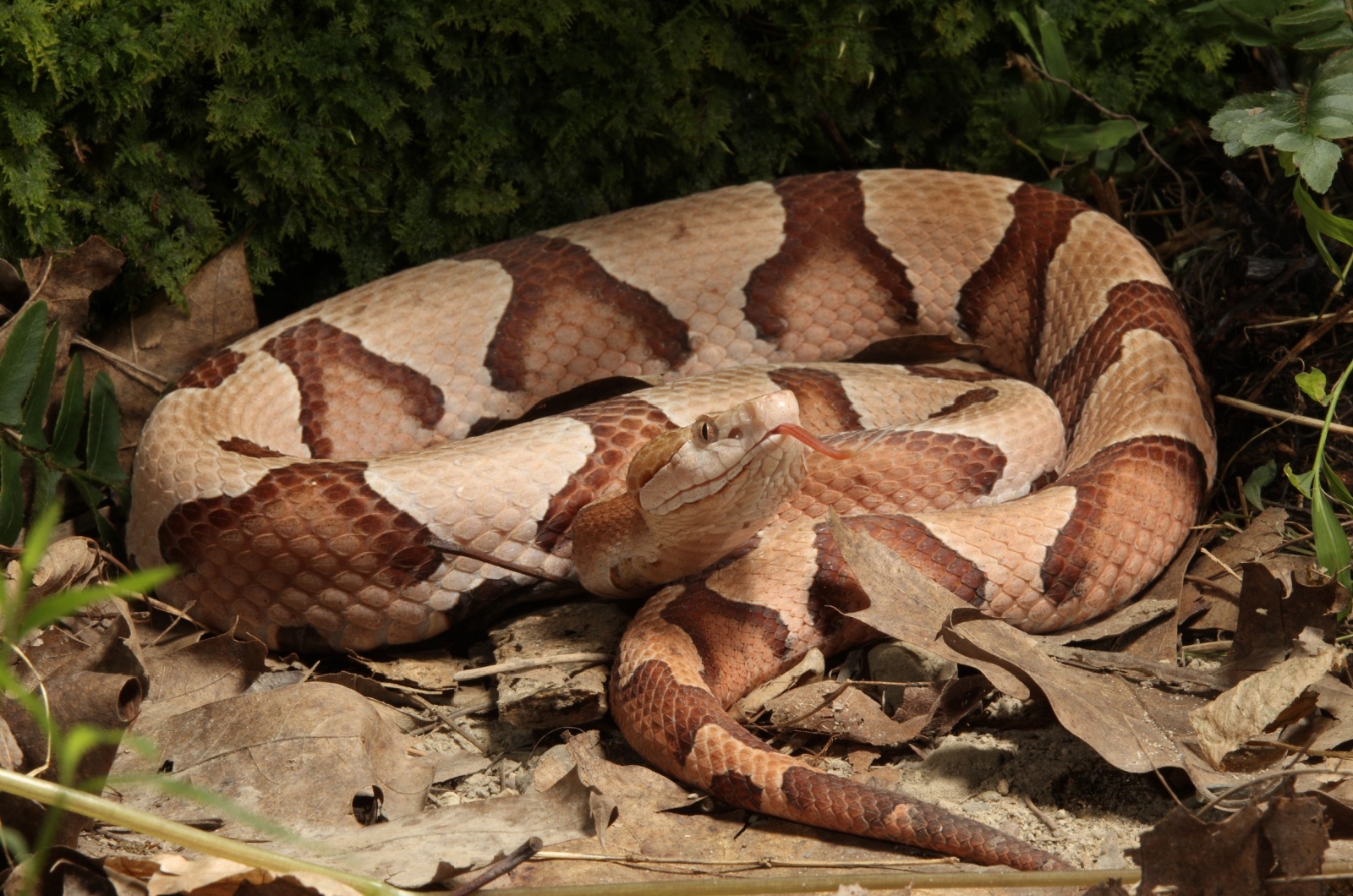 copperhead Tennessee