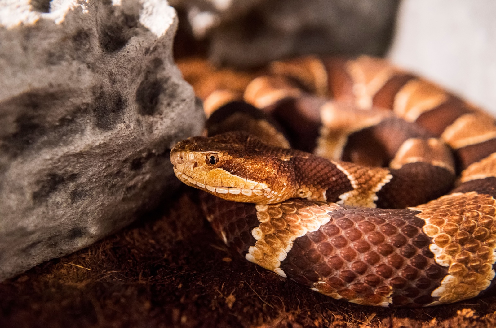 copperhead Virginia