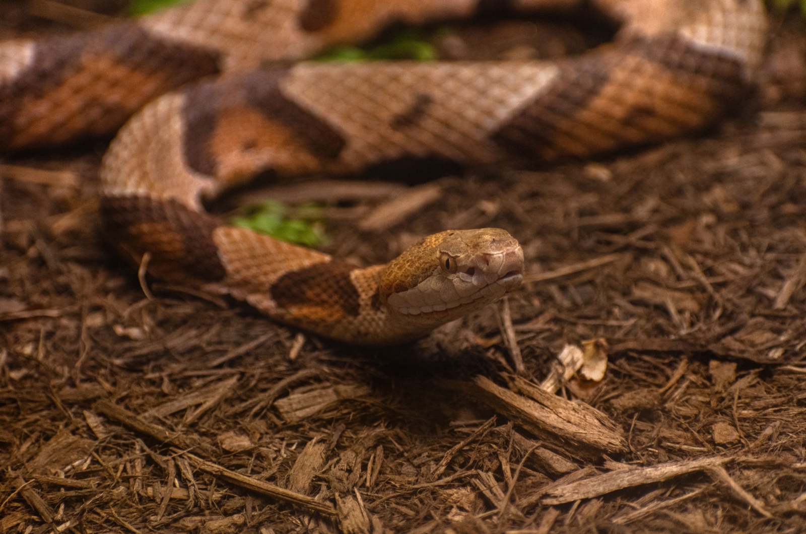 copperhead texas