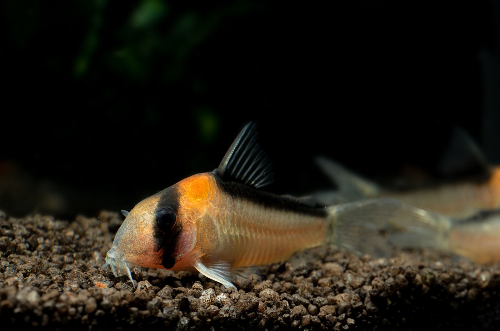 corydoras catfish