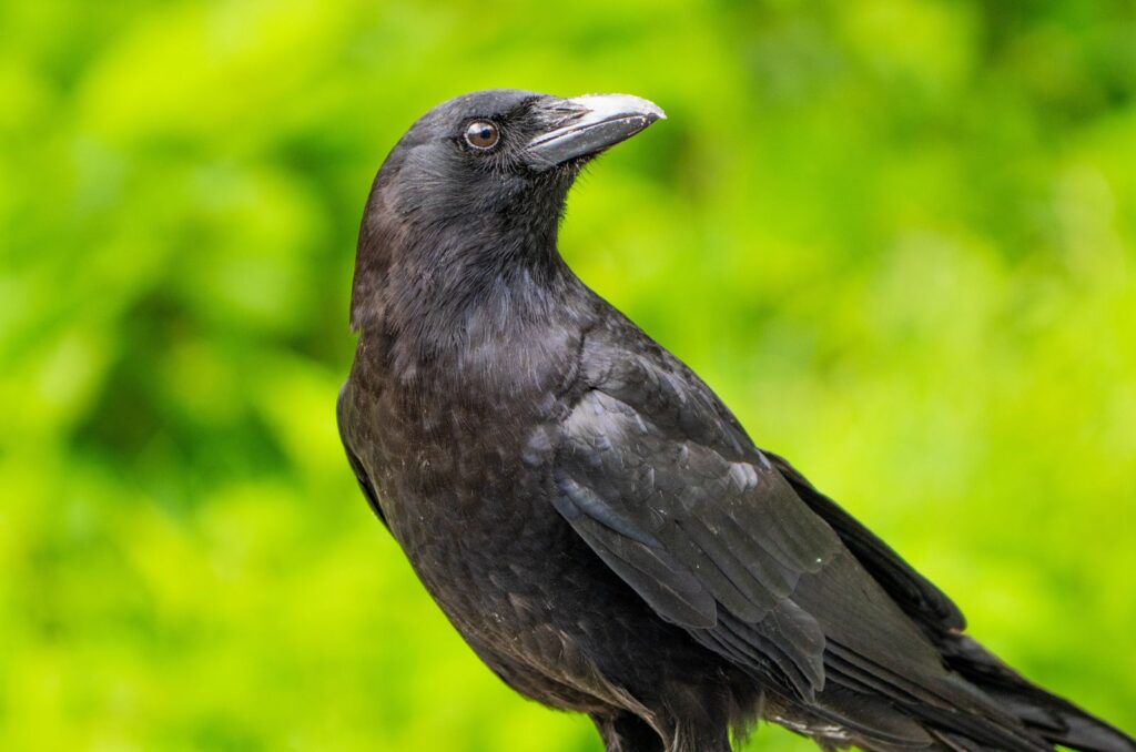 crows