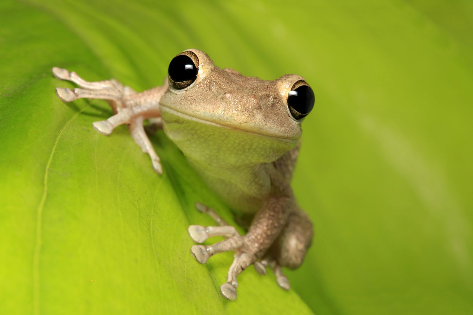 cuban tree frog