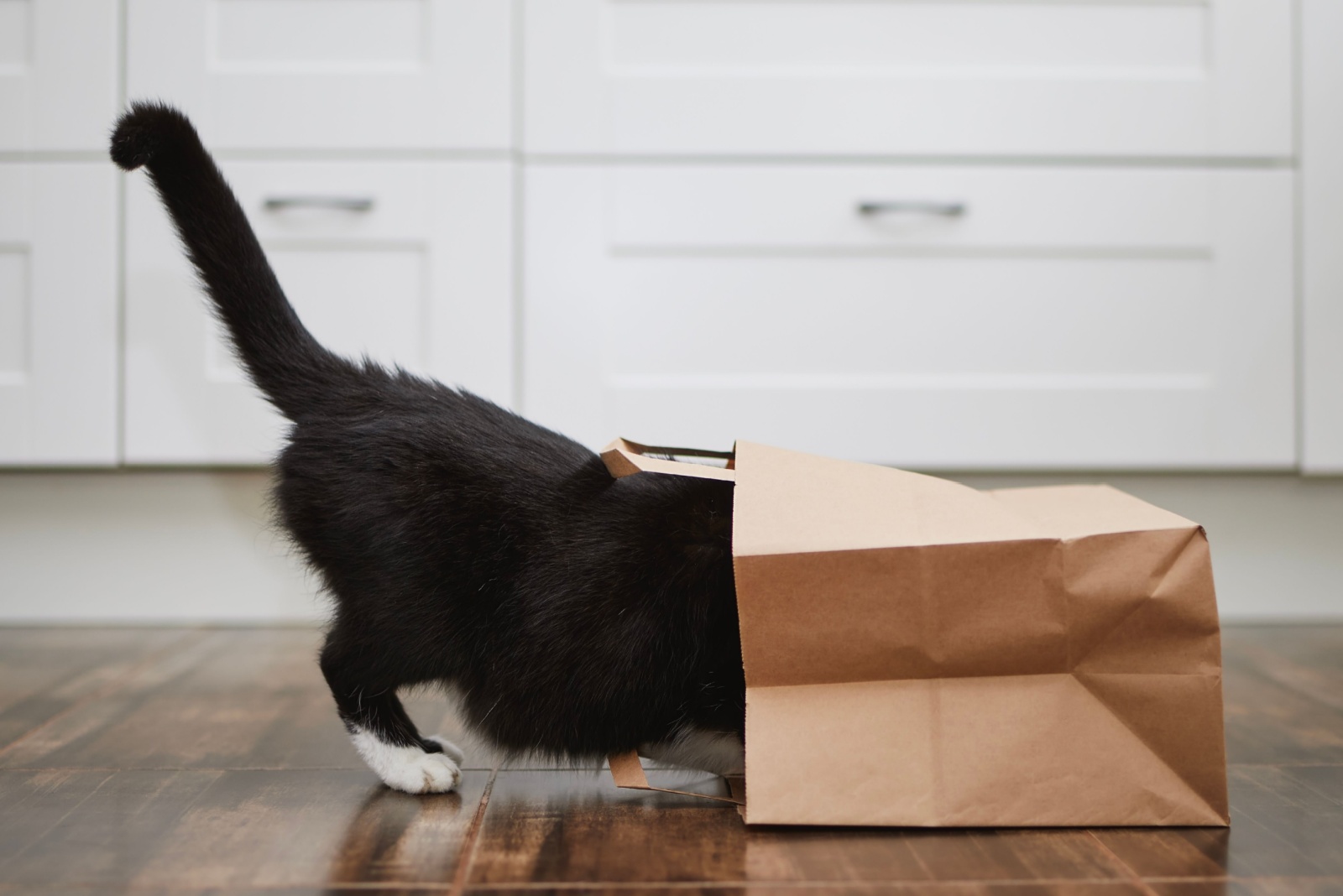 curious cat in paper bag