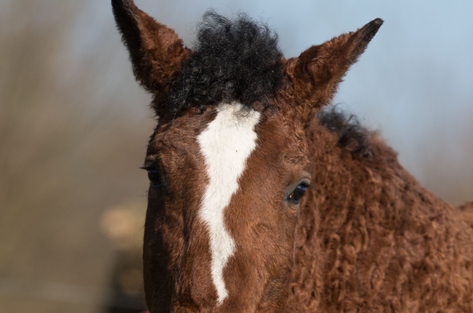 curly horse