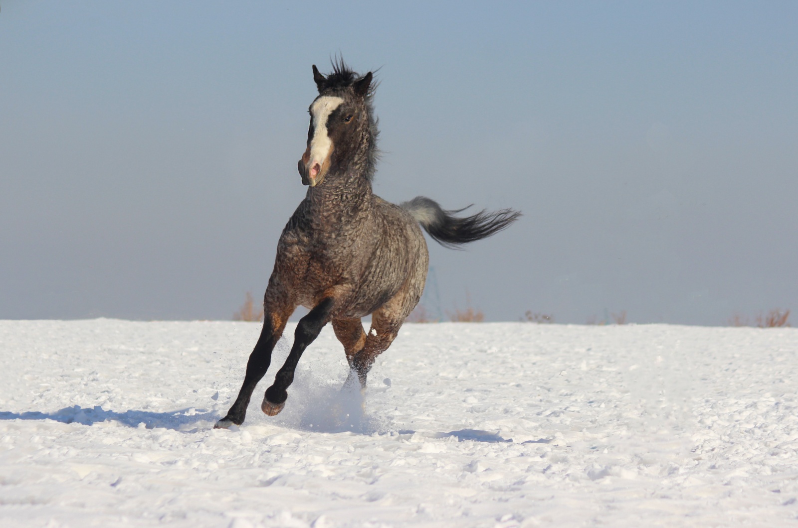 curly horse in snow