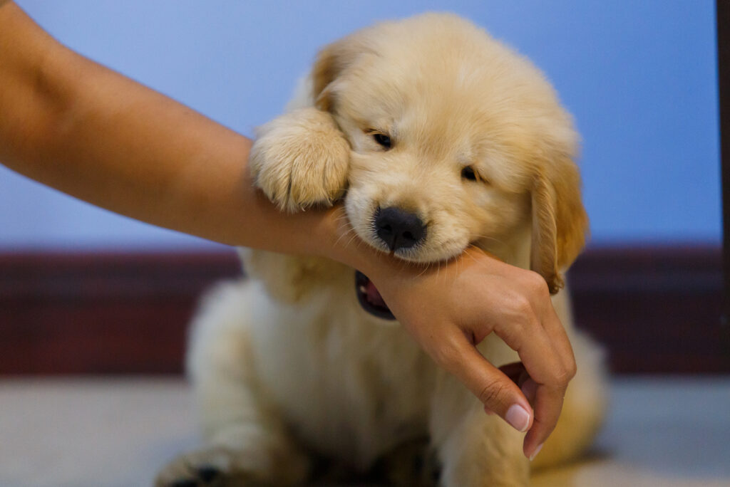 cute dog bites woman's hand