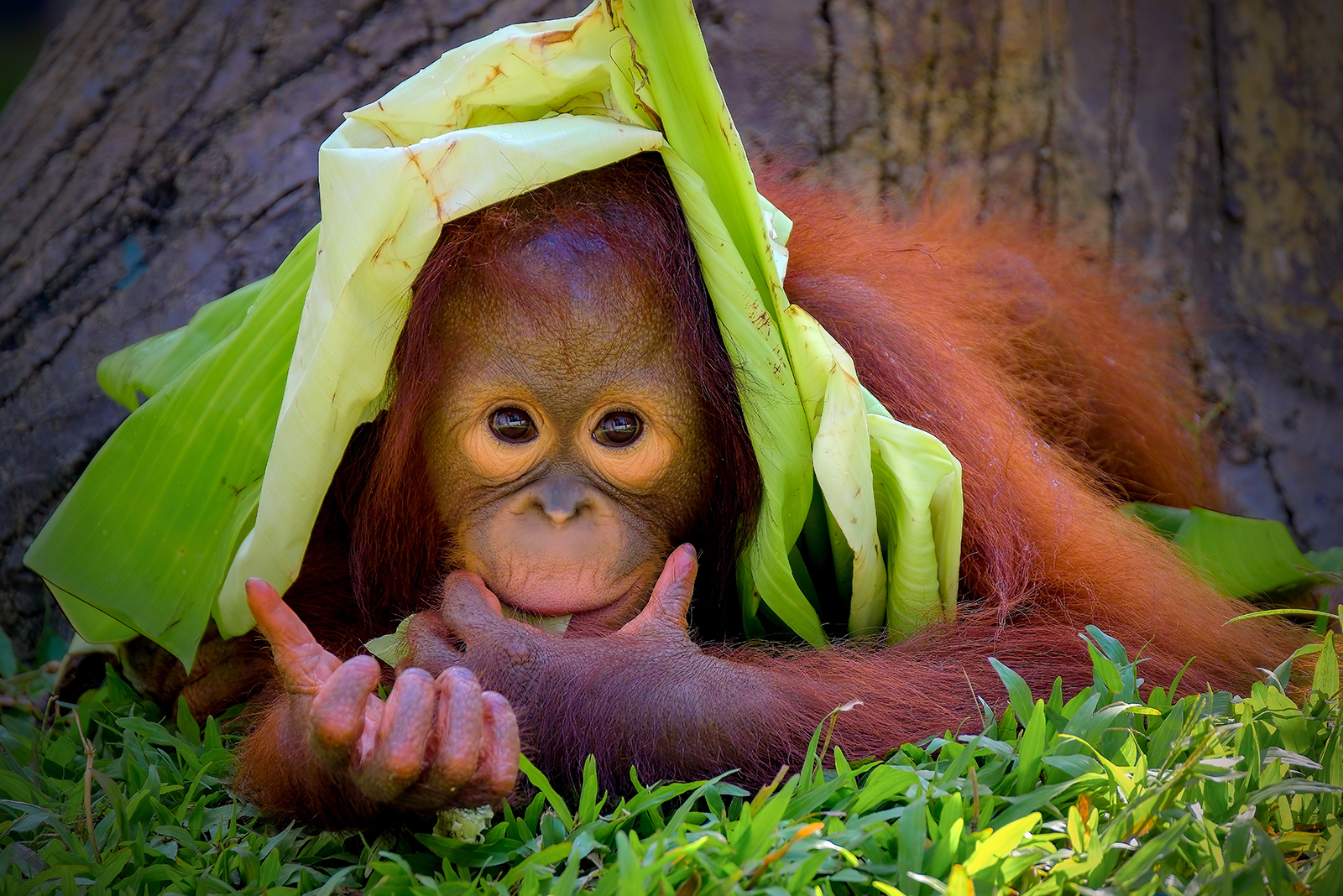 cute littl orangutan eating leaves