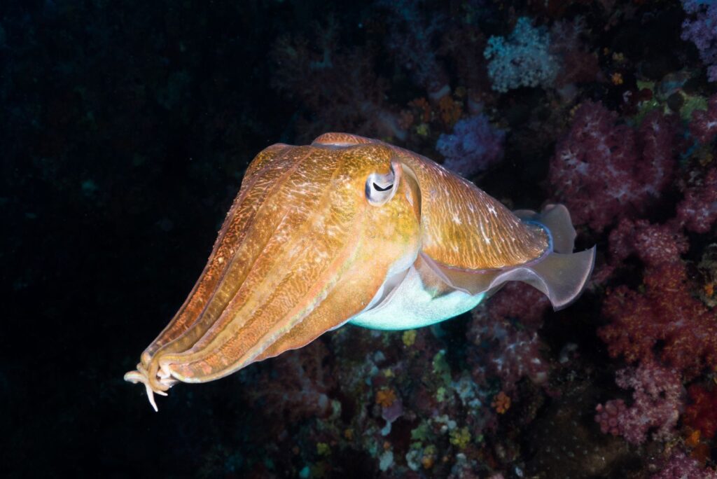 cuttlefish