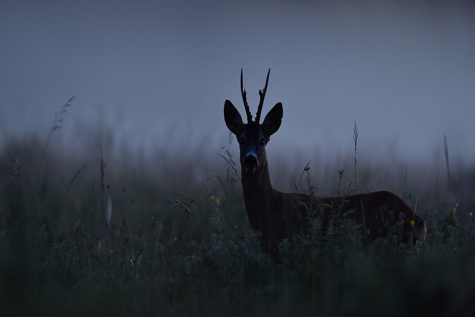 deer at night in the fog