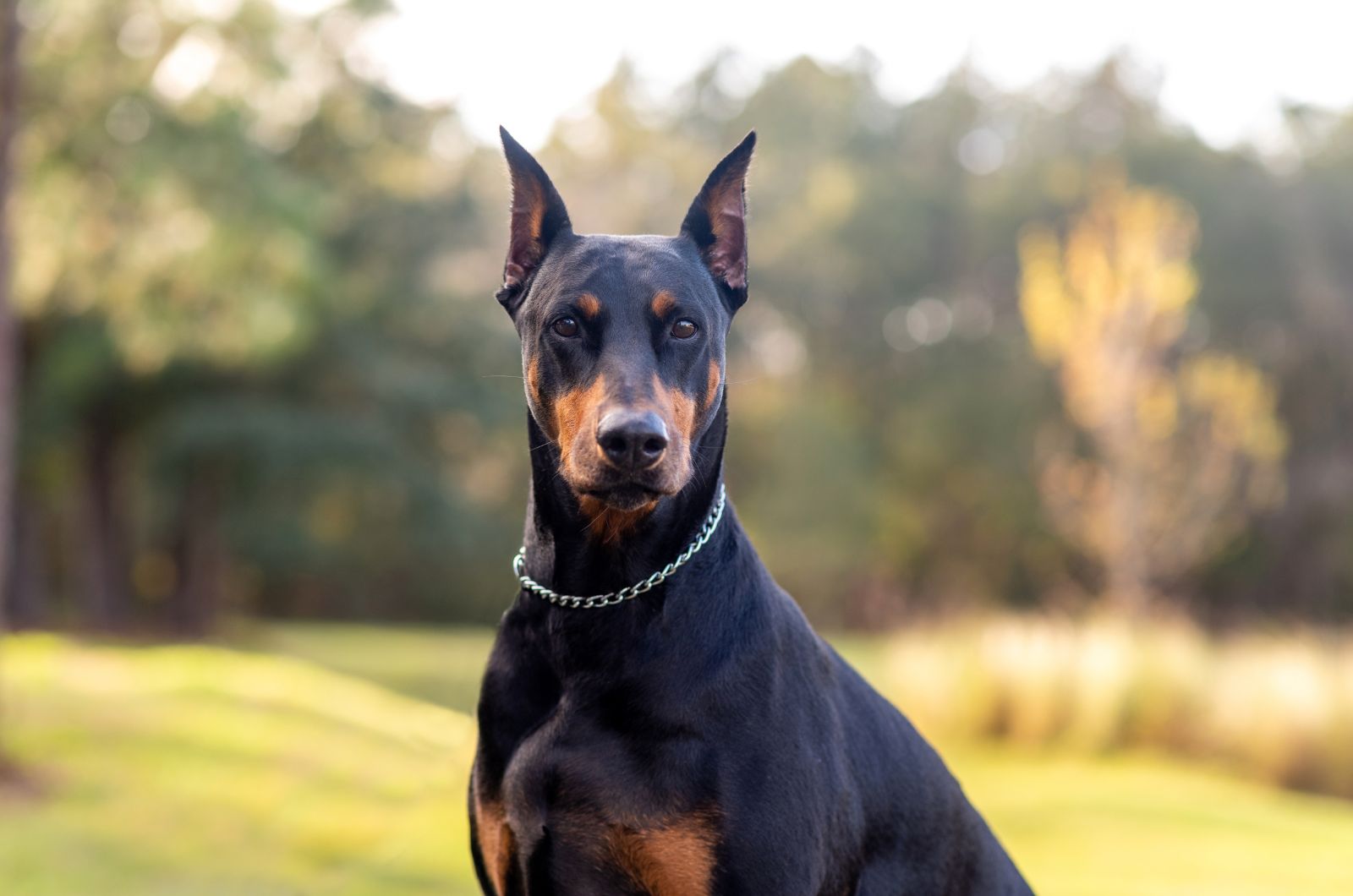 12 Defining Traits That Set American And European Dobermans Apart