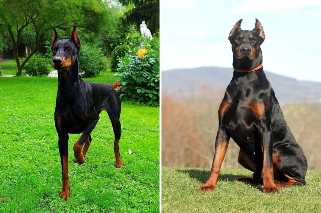 10 Essential Differences Between American And European Doberman Pinschers