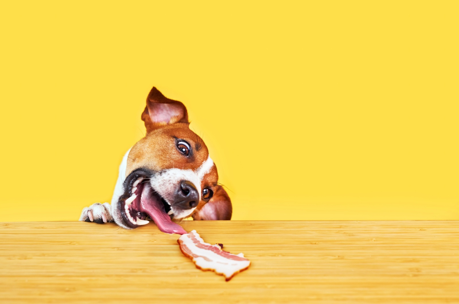 dog and bacon