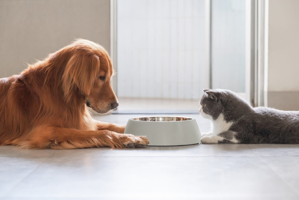 dog and cat waiting for food