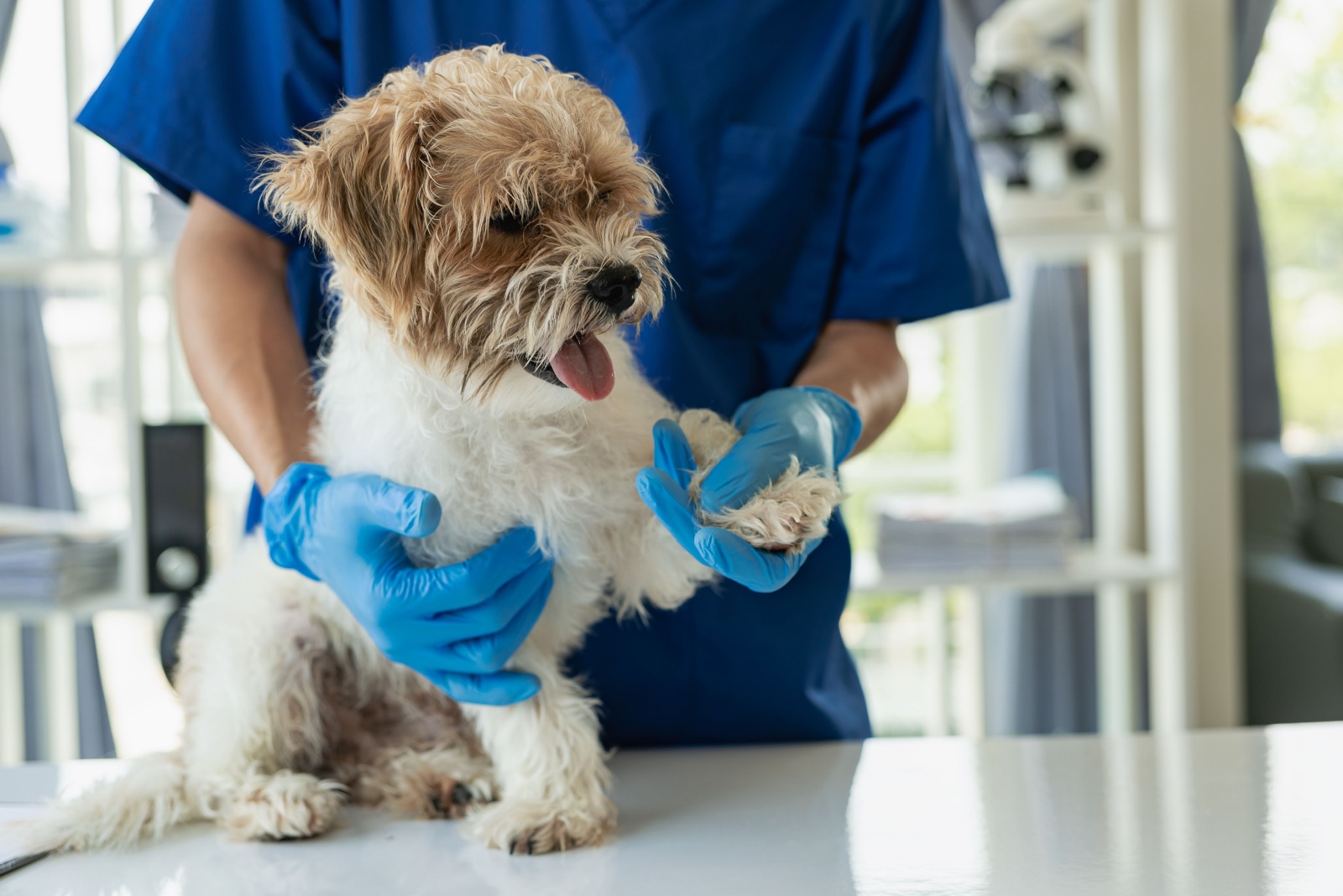 dog at the vet