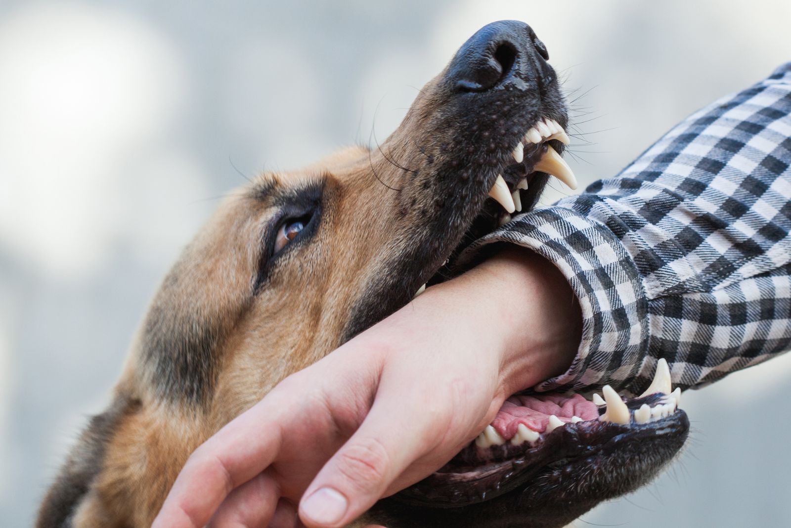 dog biting a man