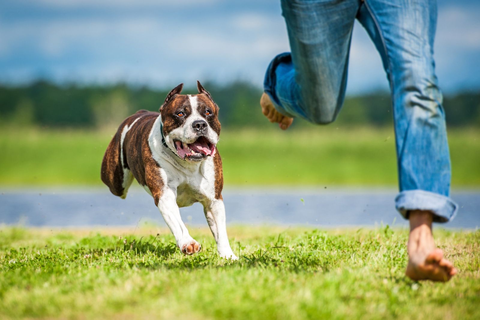 dog chasing a woman