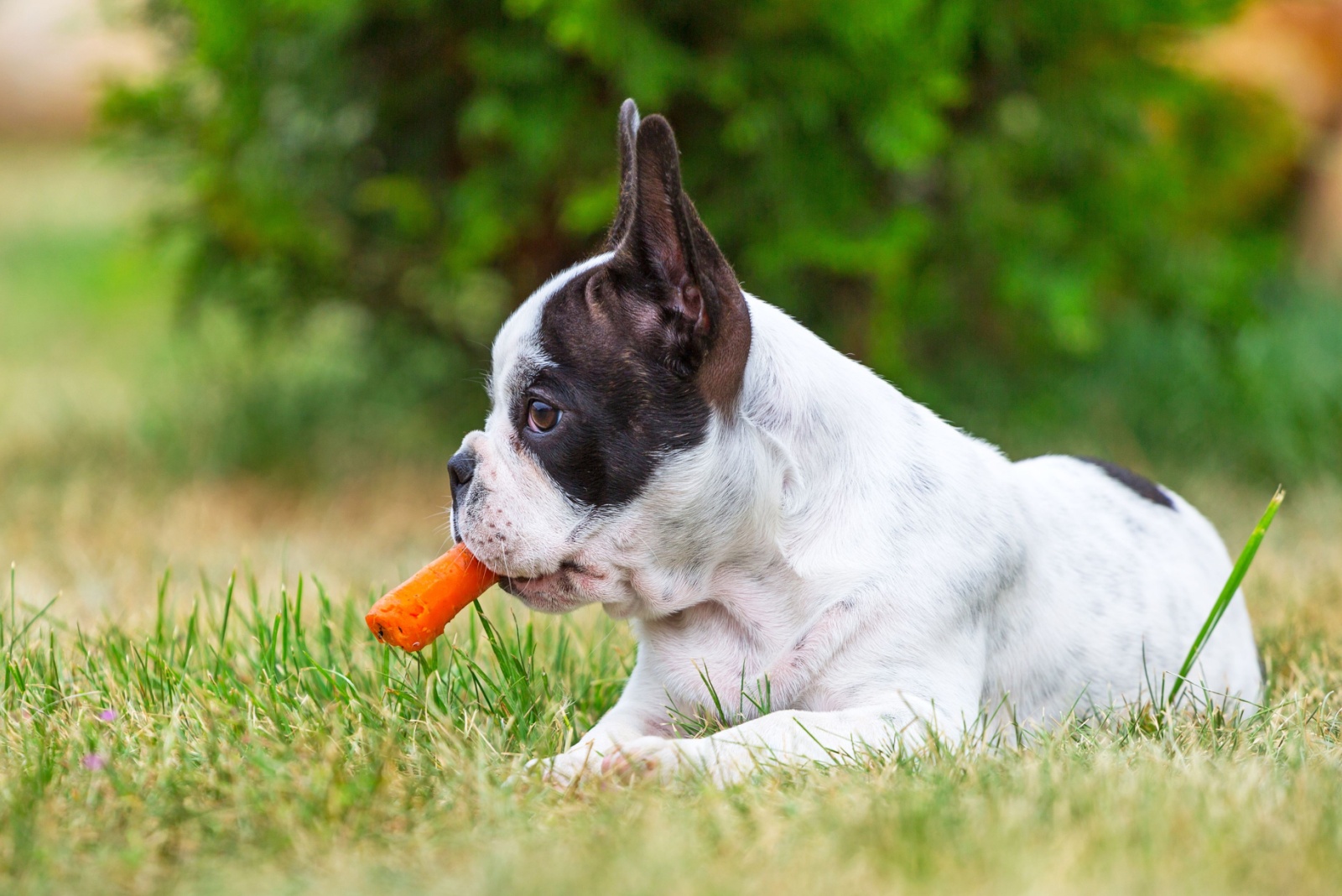 dog eats carrot