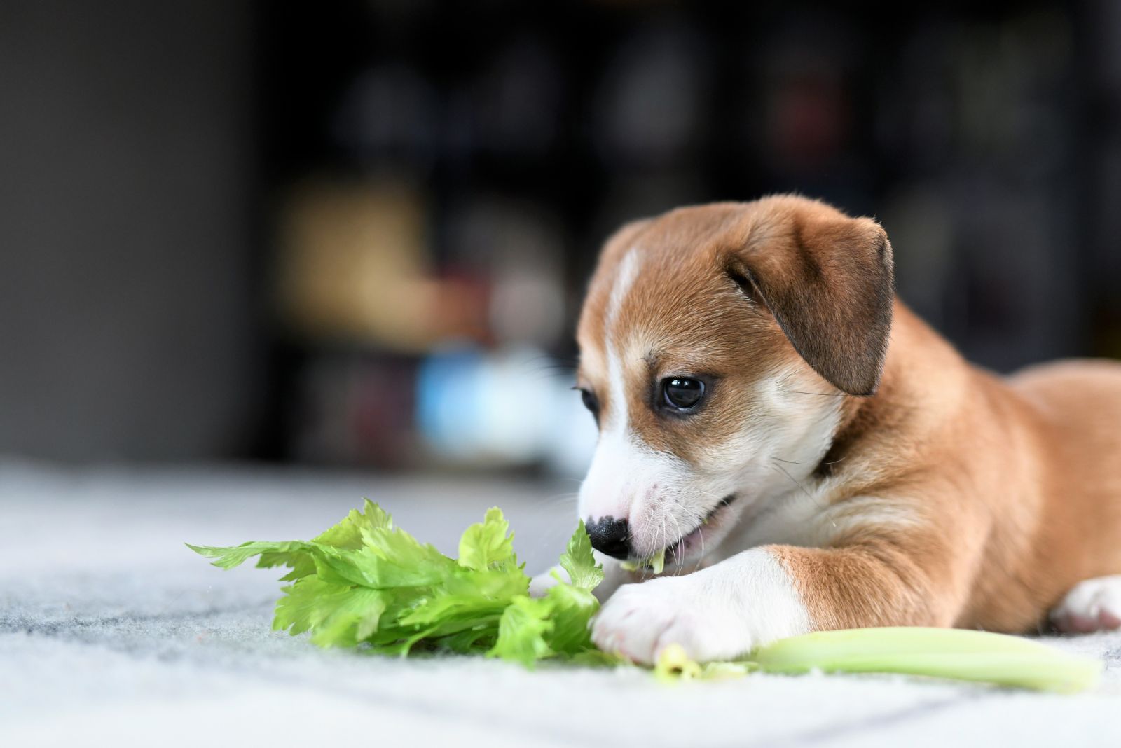 dog eats celery