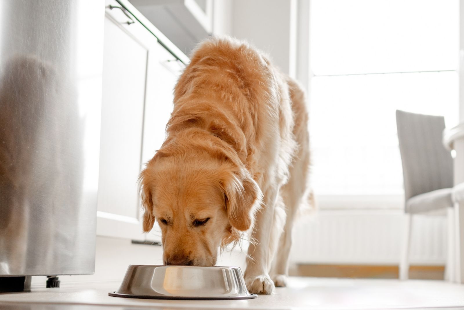 dog eats from bowl