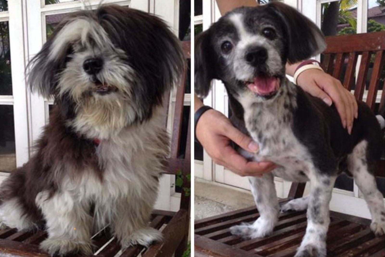 dog haircut