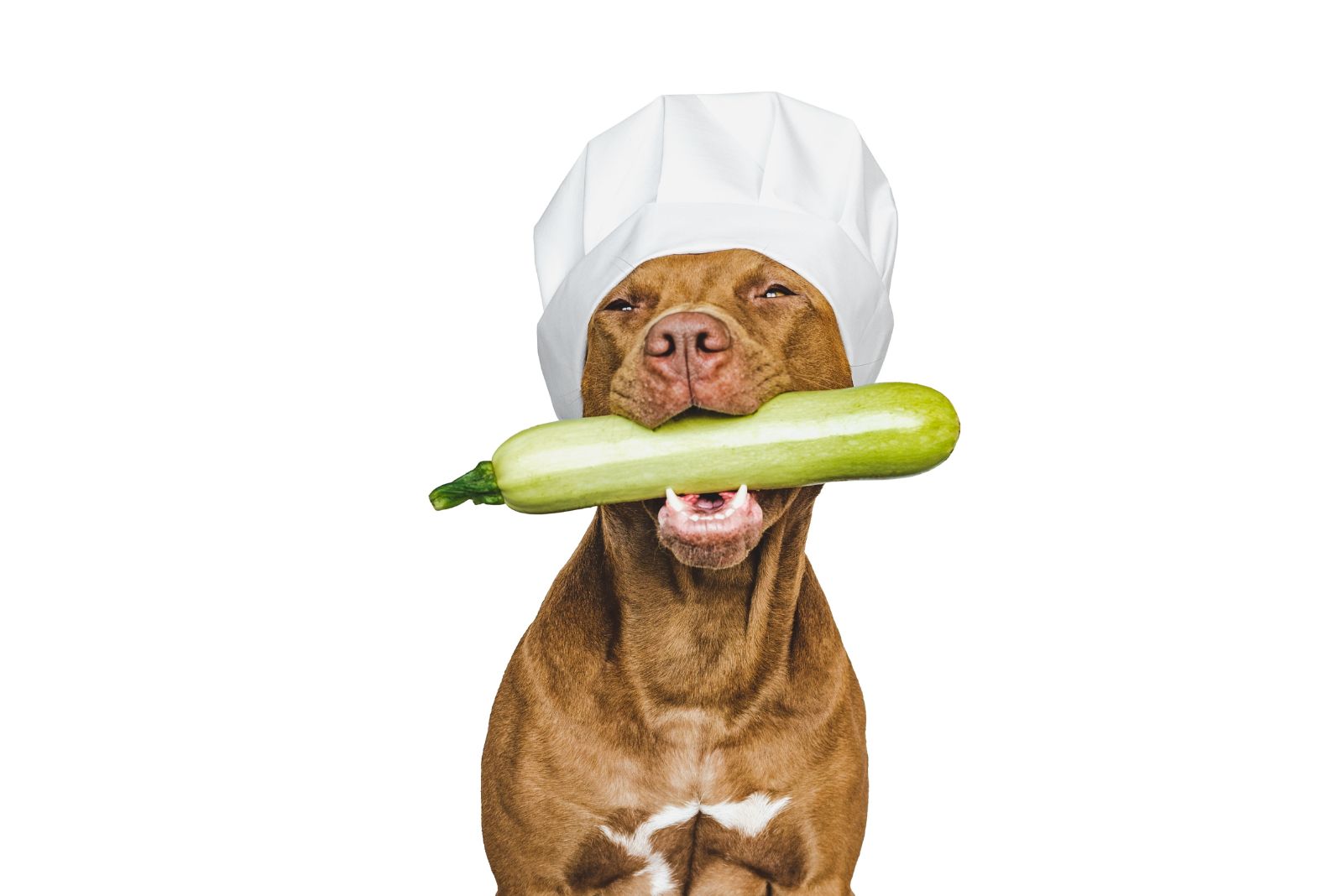 dog holding zucchini in mouth