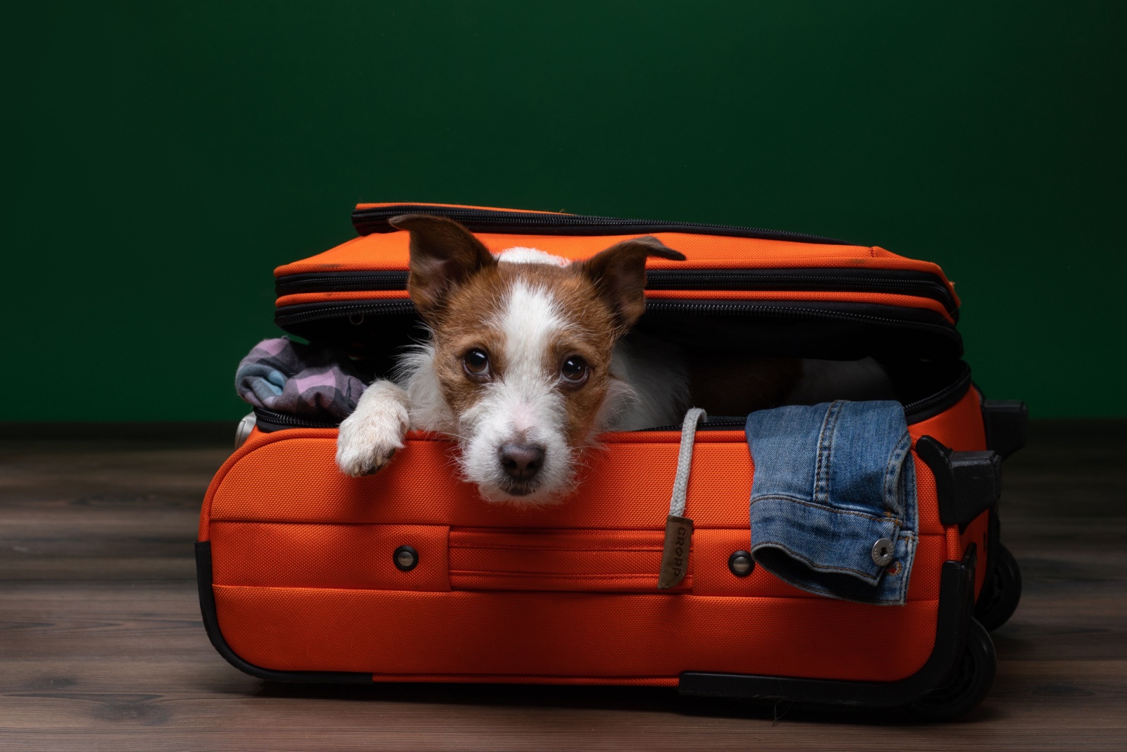 dog in a suitcase